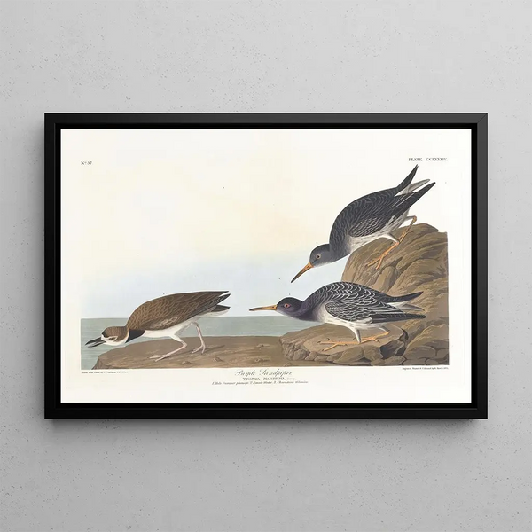 Bécasseau violet - John James Audubon — framed artwork on a wall