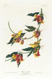 Paruline de Rathbone - John James Audubon — artwork view
