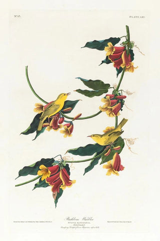 Paruline de Rathbone - John James Audubon — artwork view