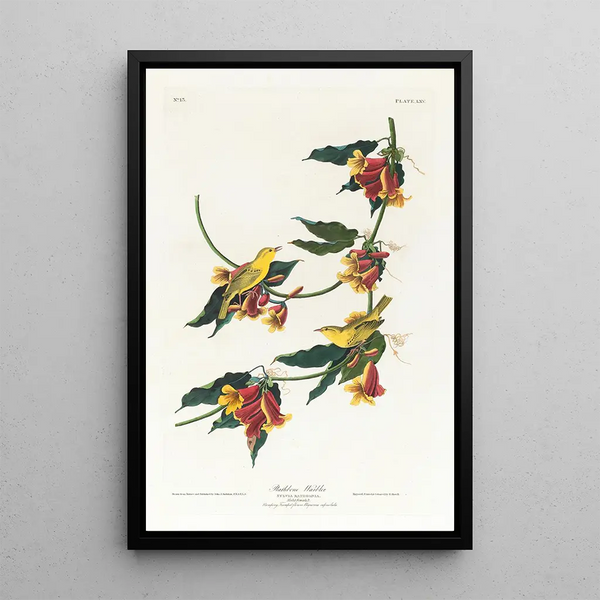 Paruline de Rathbone - John James Audubon — framed artwork on a wall