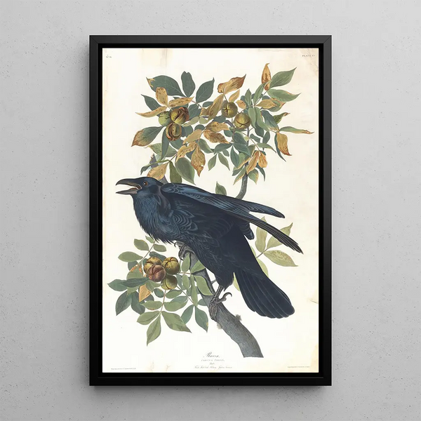 Crow - John James Audubon — framed artwork on a wall