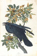 Crow - John James Audubon — artwork view