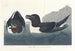 Little Penguin - John James Audubon — artwork view