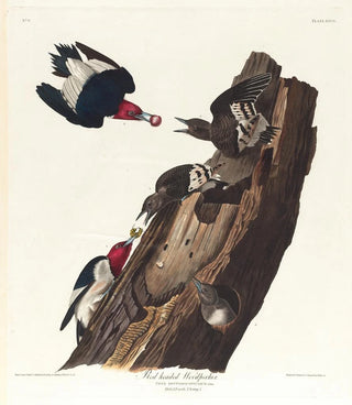 John James Audubon - Red headed woodpecker.webp