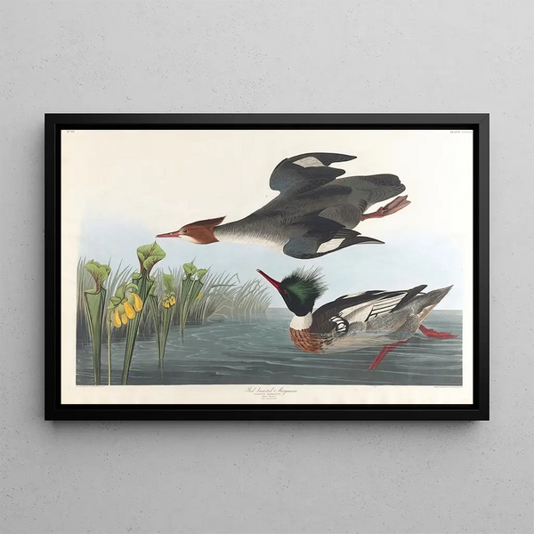Harle huppé - John James Audubon — framed artwork on a wall