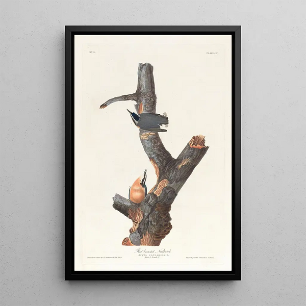 Sittelle à poitrine rousse - John James Audubon — framed artwork on a wall