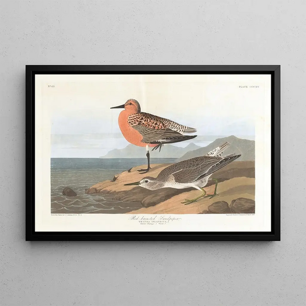 Bécasseau à poitrine rousse - John James Audubon — framed artwork on a wall