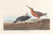 Bécassine à Poitrine Rouge - John James Audubon — artwork view
