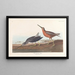 Bécassine à Poitrine Rouge - John James Audubon — framed artwork on a wall