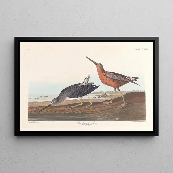 Bécassine à Poitrine Rouge - John James Audubon — framed artwork on a wall