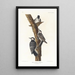White-faced Pic Painting - John James Audubon — framed artwork on a wall