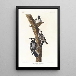 White-faced Pic Painting - John James Audubon — framed artwork on a wall