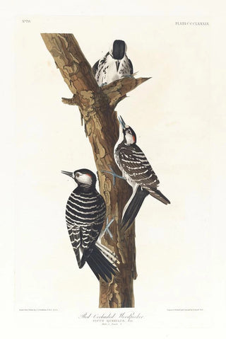 White-faced Pic Painting - John James Audubon — artwork view