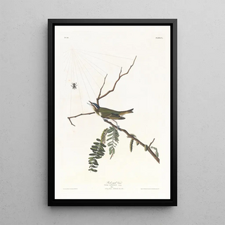 Viréo aux yeux rouges - John James Audubon — framed artwork on a wall