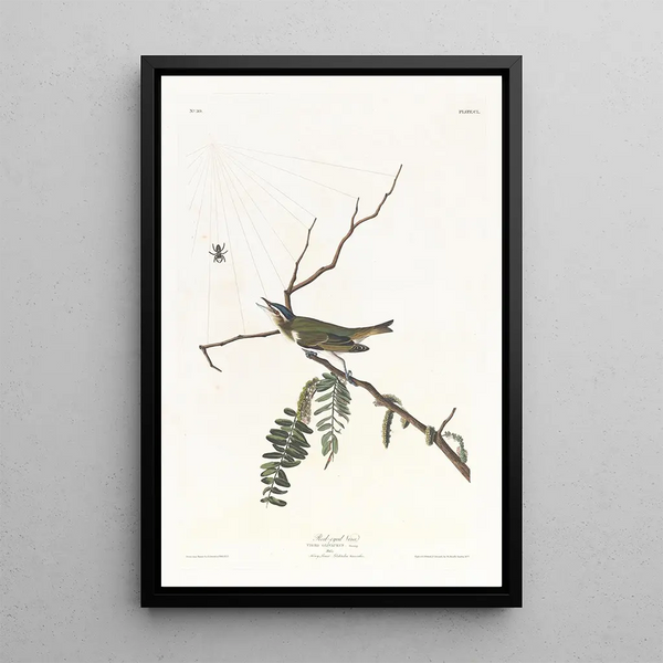 Viréo aux yeux rouges - John James Audubon — framed artwork on a wall