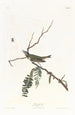 Viréo aux yeux rouges - John James Audubon — artwork view