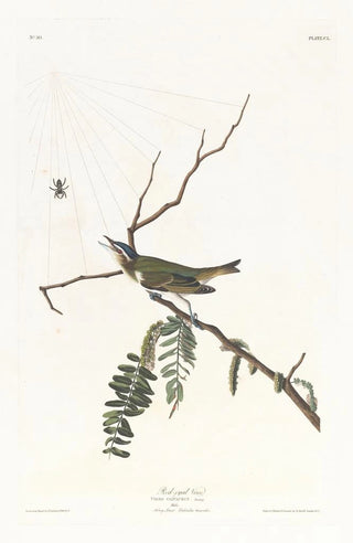 Viréo aux yeux rouges - John James Audubon — artwork view
