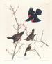 Red-winged Starling - John James Audubon — artwork view