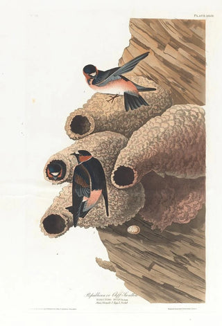 Swallow Republican or Cliff Swallow - John James Audubon — artwork view