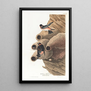 Swallow Republican or Cliff Swallow - John James Audubon — framed artwork on a wall