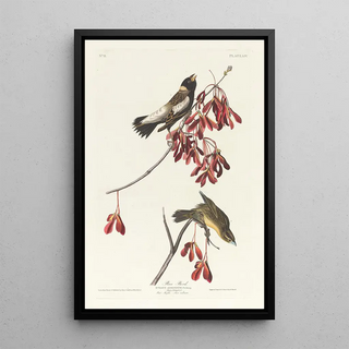 Sparrow of the rice fields - John James Audubon — framed artwork on a wall