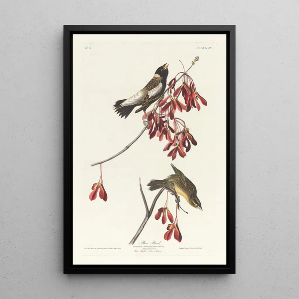 Sparrow of the rice fields - John James Audubon — framed artwork on a wall