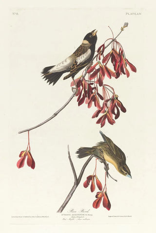 Sparrow of the rice fields - John James Audubon — artwork view