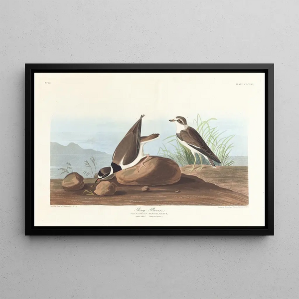 Piping Plover - John James Audubon — framed artwork on a wall
