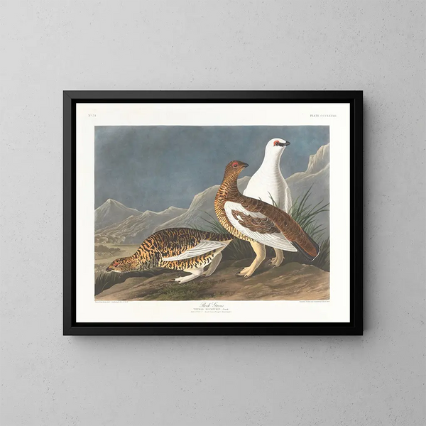 Group of Rocks - John James Audubon — framed artwork on a wall