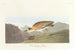 Mountain Plover - John James Audubon — artwork view