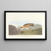 Mountain Plover - John James Audubon — framed artwork on a wall
