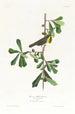 Paruline de Roscoe - John James Audubon — artwork view