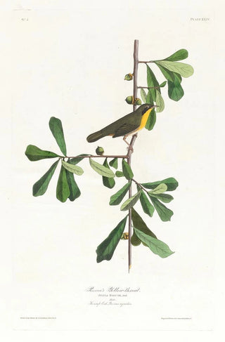 Paruline de Roscoe - John James Audubon — artwork view