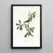 Paruline de Roscoe - John James Audubon — framed artwork on a wall