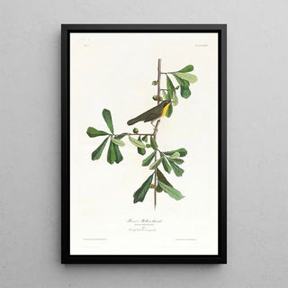 Paruline de Roscoe - John James Audubon — framed artwork on a wall