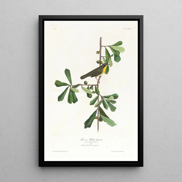 Paruline de Roscoe - John James Audubon — framed artwork on a wall