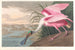 Rose-spatula painting - John James Audubon — artwork view