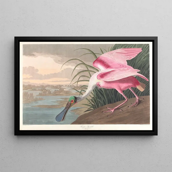 Rose-spatula painting - John James Audubon — framed artwork on a wall