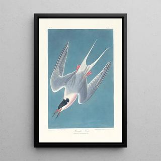 Sterne rosée - John James Audubon — artwork view