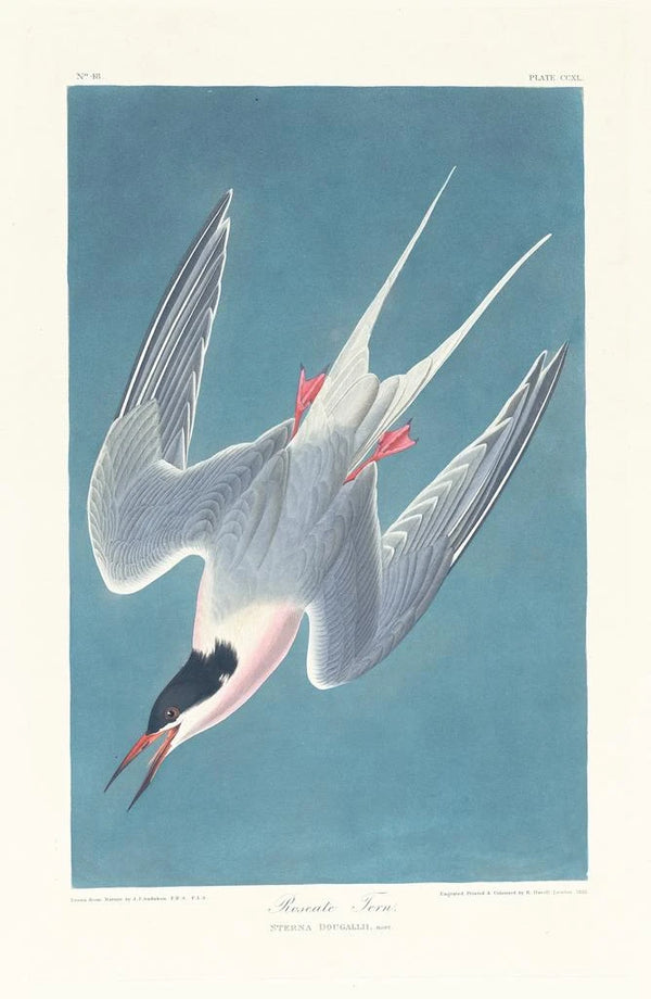 Sterne rosée - John James Audubon — framed artwork on a wall