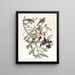 Cardinal with Pink Breast - John James Audubon — framed artwork on a wall