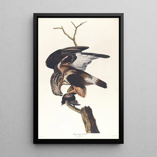 Faucon à pattes rugueuses - John James Audubon — framed artwork on a wall