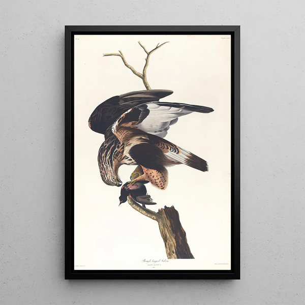 Faucon à pattes rugueuses - John James Audubon — framed artwork on a wall