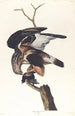 Faucon à pattes rugueuses - John James Audubon — artwork view