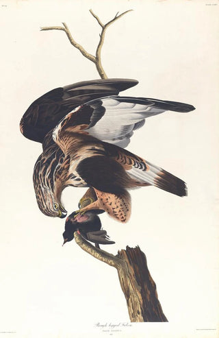 Faucon à pattes rugueuses - John James Audubon — artwork view
