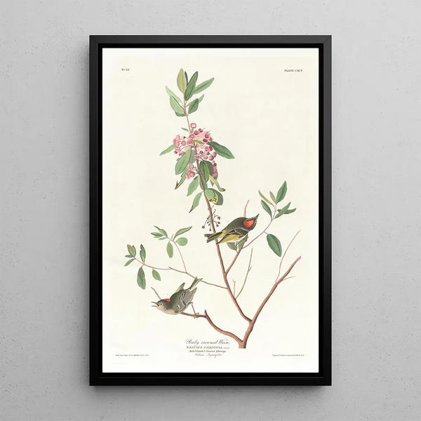 Troglodyte à couronne rubis - John James Audubon — framed artwork on a wall