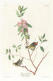Troglodyte à couronne rubis - John James Audubon — artwork view