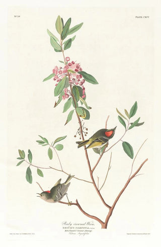 Troglodyte à couronne rubis - John James Audubon — artwork view