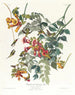 Colibri à gorge rubis - John James Audubon — artwork view
