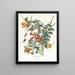 Colibri à gorge rubis - John James Audubon — framed artwork on a wall